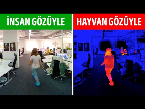 Video Thumb